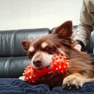 Choco_DOGGO