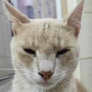 Lazar